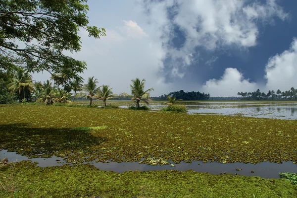 Заливы или болота в индийском штате Керала — стоковое фото