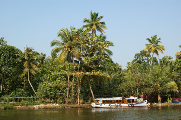 Coconut palms on the shore of the lake. Kerala, South India