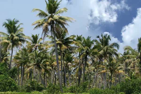 Kokospalmer på bredden av innsjøen. Kerala i Sør-India – stockfoto