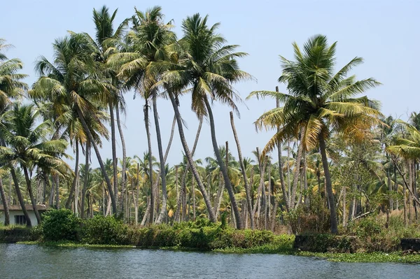 Kokospalmer på bredden av innsjøen. Kerala i Sør-India – stockfoto
