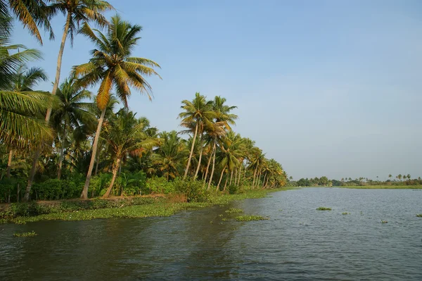 Palme da cocco sulla riva del lago. Kerala, India meridionale — Foto Stock