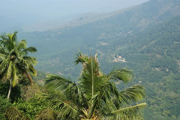 ヤシの木、山や谷、ケララ州、南インドの眺め — ストック写真