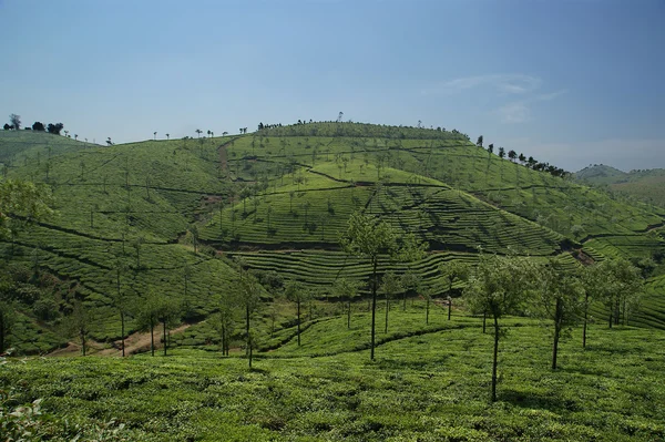 Plantação de chá de Kerala, sul da Índia — Fotografia de Stock