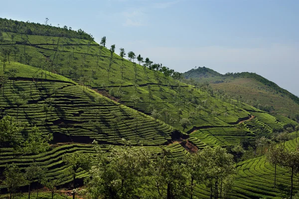 ケララ州、南インドの紅茶プランテーション — ストック写真