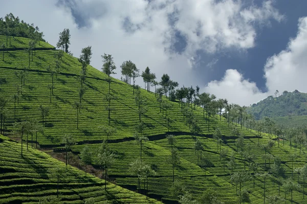 ケララ州、南インドの紅茶プランテーション — ストック写真