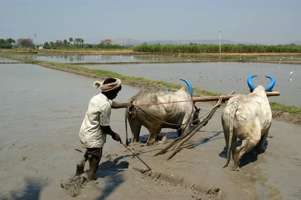 Buffels in de rijstvelden, kerala, Zuid-india — Stockfoto
