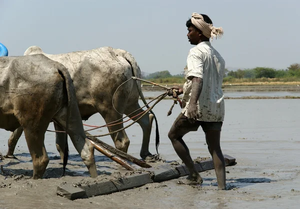 Buffels in de rijstvelden, kerala, Zuid-india — Stockfoto