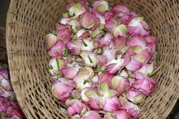 stock image The buds of a lotus flower in a basket, Kerala, South India