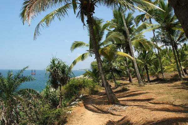 椰子树上海洋岸 — 图库照片