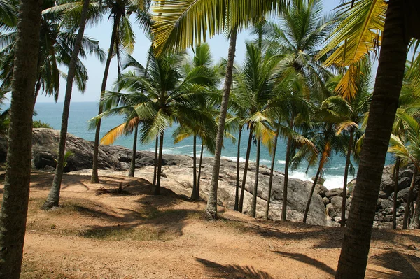 Kokosové palmy na břehu oceánu — Stock fotografie