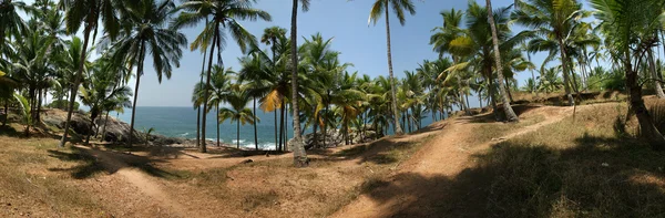 Palm kokosowych na brzegu oceanu. Panorama — Zdjęcie stockowe