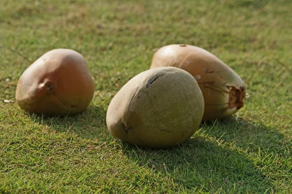 Large coconuts on the grass, closeup — Stock Photo, Image