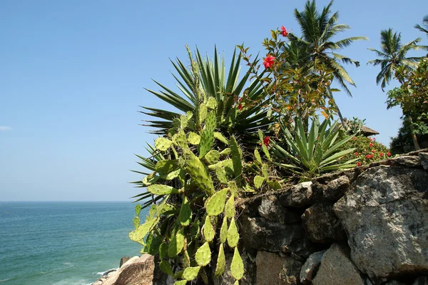 Cactus Opuntia sobre la naturaleza — Foto de Stock