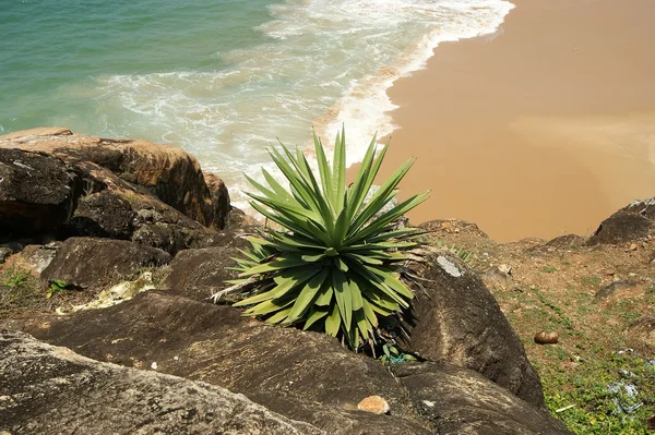 stock image Ocean coast, Kerala, South India