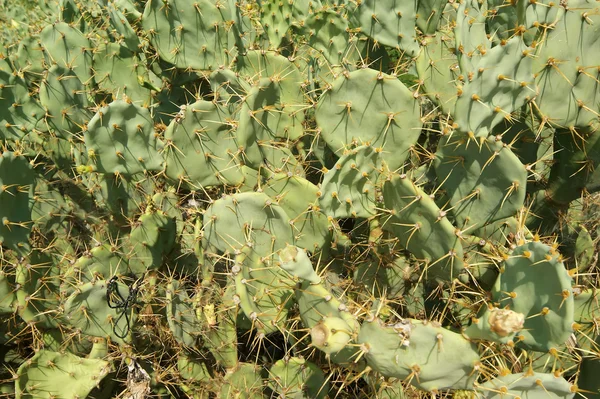 Kaktus opuncja o charakterze — Zdjęcie stockowe