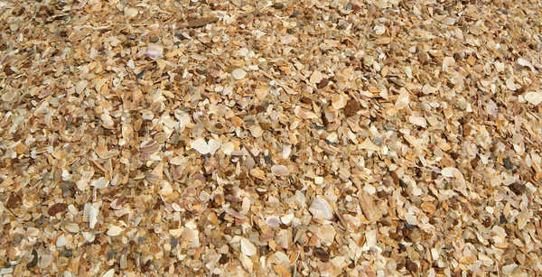 Stock image Background of seashells, closeup