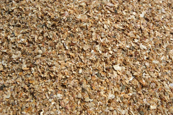 Background of seashells, closeup — Stock Photo, Image