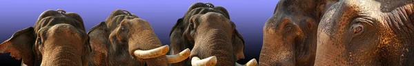 Cara de elefante asiático —  Fotos de Stock