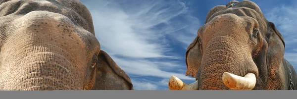 Ázsiai elefánt arca — Stock Fotó