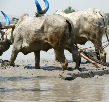 Çiftçi davranır pirinç alan Texas '