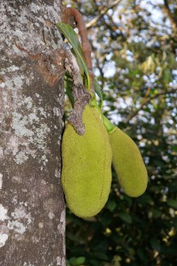 Olgun jackfruits