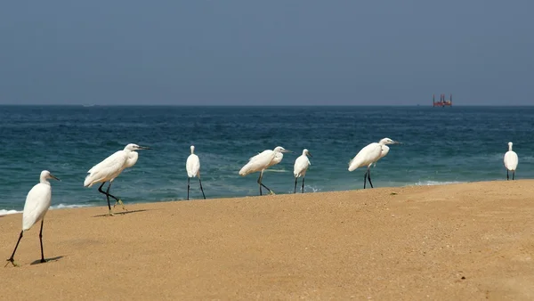 Garzas en una playa de arena cerca del océano. Kerala, India del Sur — Foto de Stock