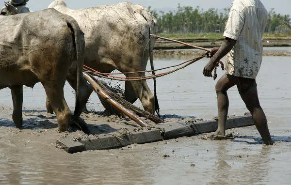 Farmer tratta bufali campo di riso — Foto Stock