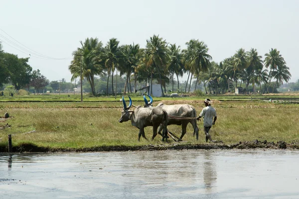 Farmář zachází rýžové pole buvoli — Stock fotografie