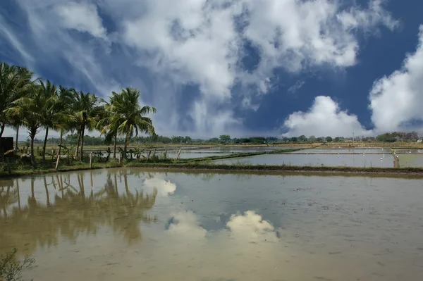 Stock image Rice field. Kerala, South India