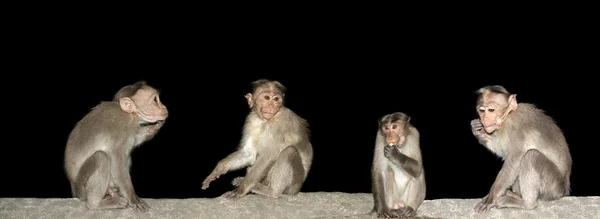 Monkey (macaque) — Stock Photo, Image