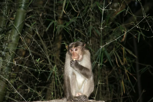 Singe (macaque) ) — Photo
