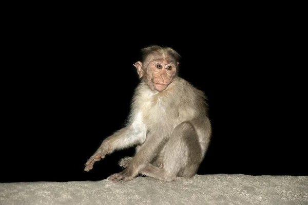 Scimmia (macaco) ) — Foto Stock