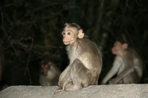 Scimmia (macaco) ) — Foto Stock