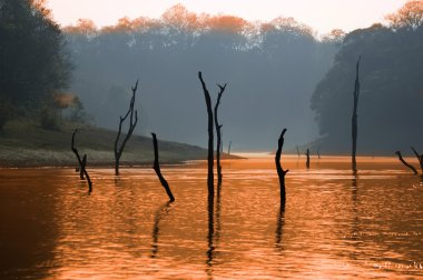 Lake, Periyar National Park, Kerala, India clipart