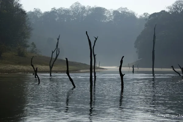 Lago, Parco Nazionale Periyar, Kerala, India — Foto Stock