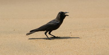 Okyanusu yakın kumlu bir plaj üzerinde raven. Kerala, Güney Hindistan