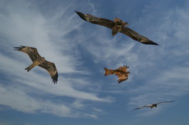 Falcons fly against the blue sky clipart