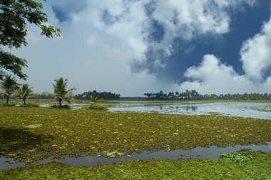 Backwaters or swamps in the jungles of Kerala, India clipart