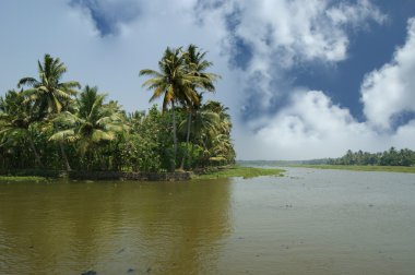 Hindistan cevizi avuç içi göl kıyısında. Kerala, Güney Hindistan