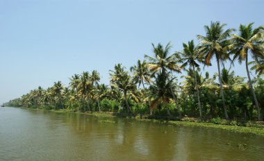 Hindistan cevizi avuç içi göl kıyısında. Kerala, Güney Hindistan