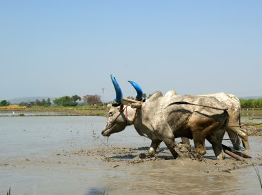 Buffaloes in the rice fields clipart