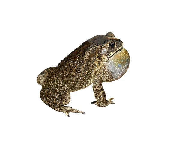 Велика тропічна жаба крупним планом — стокове фото