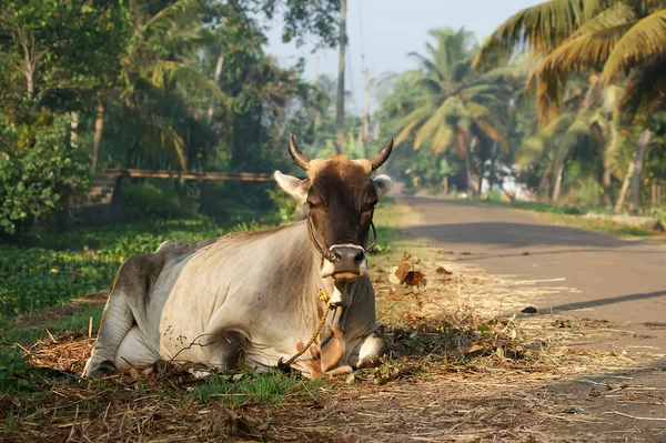 Portrét posvátné krávy z Indie — Stock fotografie