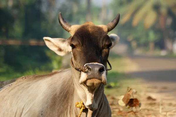 Portrét posvátné krávy z Indie — Stock fotografie
