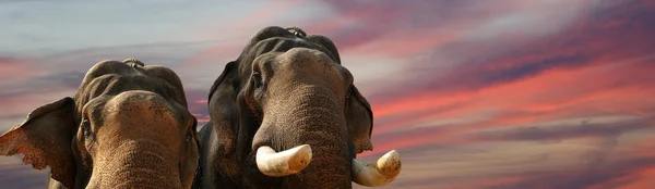 Gesicht des asiatischen Elefanten — Stockfoto