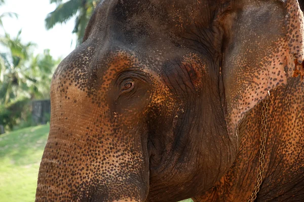 Face de elefante asiático, ou indiano, Kerala, sul da Índia — Fotografia de Stock