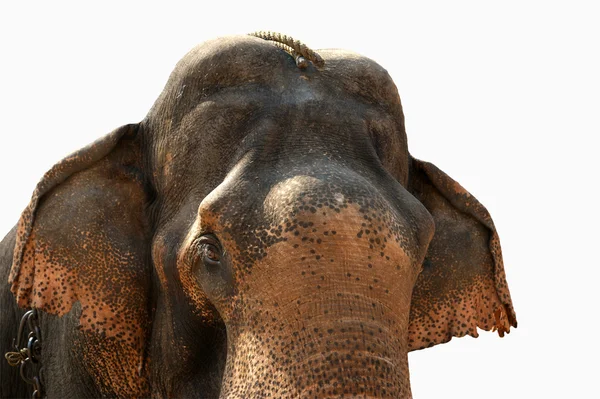 Asya fili yüzü — Stok fotoğraf