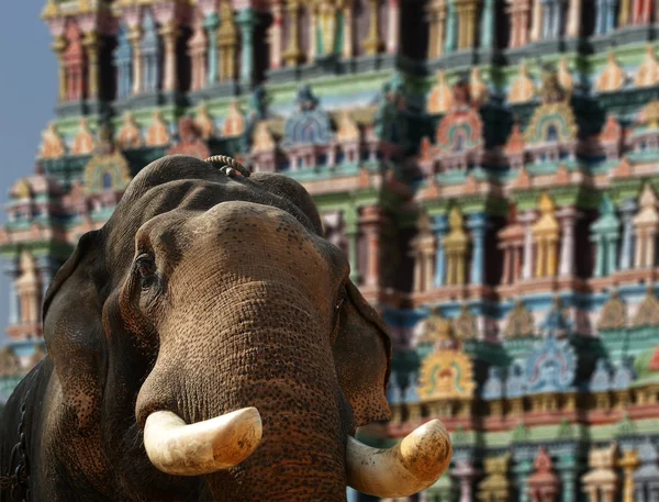 Rosto do elefante asiático — Fotografia de Stock