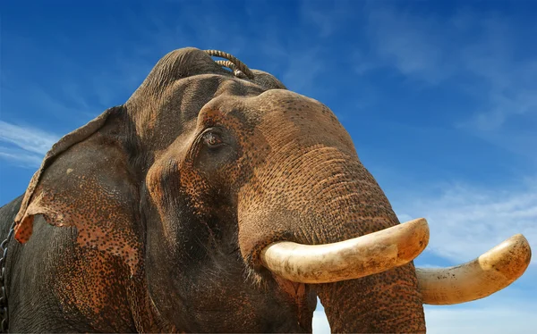 Лицо азиатского слона — стоковое фото