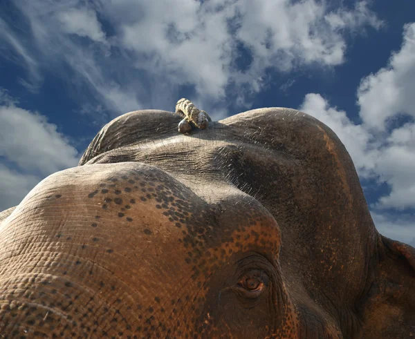 Kasvot Aasian Elefantti — kuvapankkivalokuva